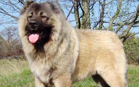世界上最大的狗排名