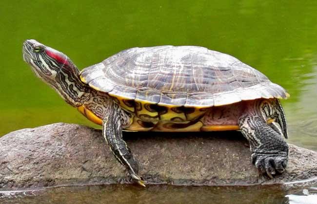 巴西龟的寿命