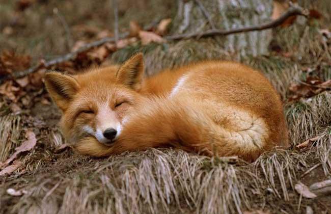 狐狸为什么不能当宠物