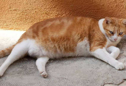 橘猫为什么胖