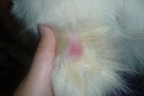 狗狗螨虫和湿疹的区别