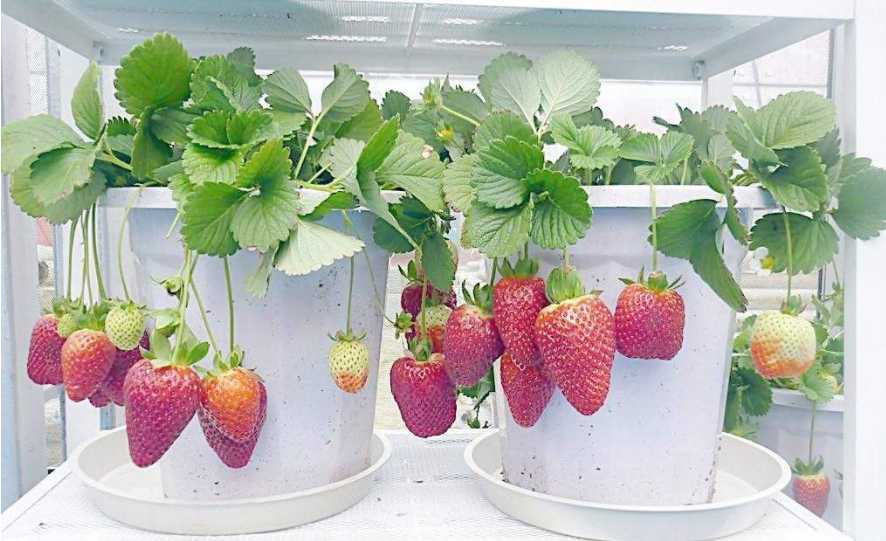 盆栽草莓怎么浇水