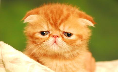 加菲猫是什么品种