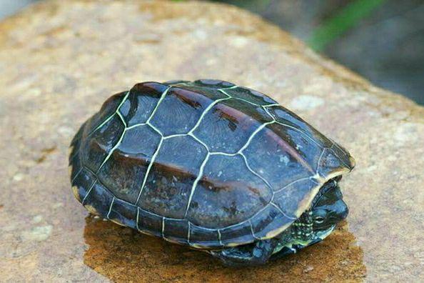 草龟怎么养更有灵性