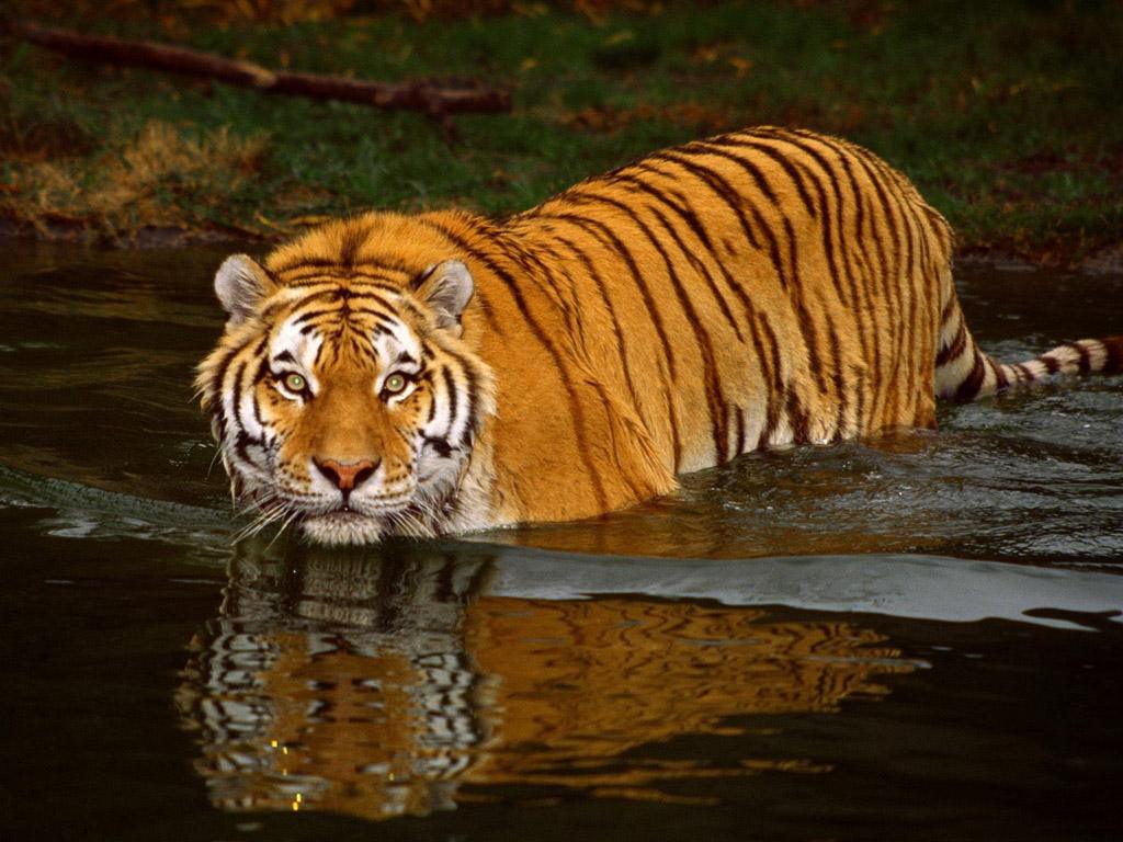 老虎的天敌是什么动物