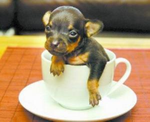 茶杯犬是什么狗
