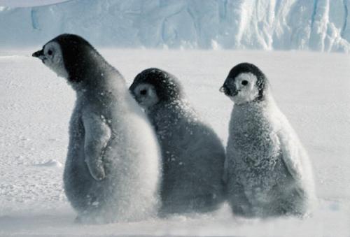 企鹅是哺乳动物吗