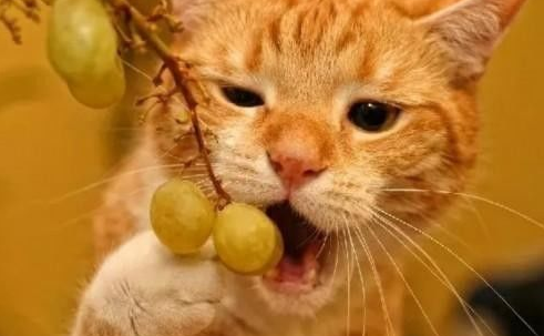 猫可以吃水果吗