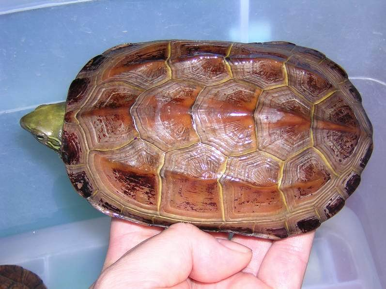 中华草龟能长多大