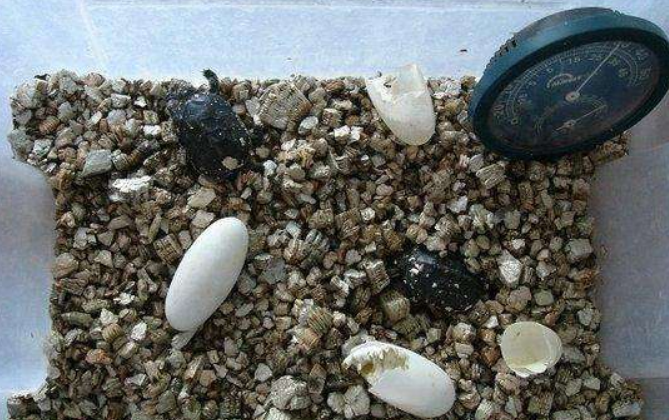 龟蛋怎么孵化