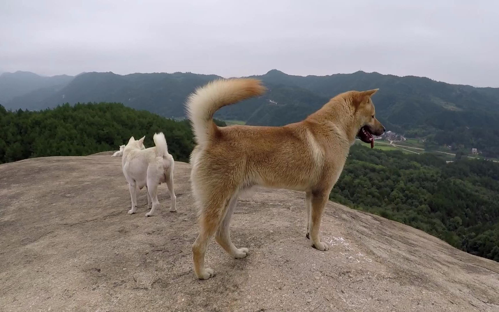 中华田园犬能长多大