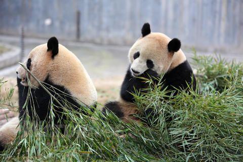 为什么大熊猫是国宝
