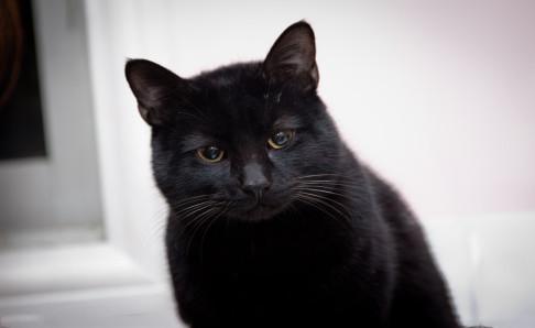 家里为什么不能养黑猫
