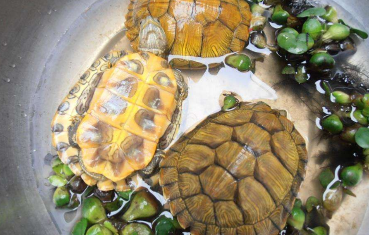 巴西龟吃什么 居然吃的这么营养?
