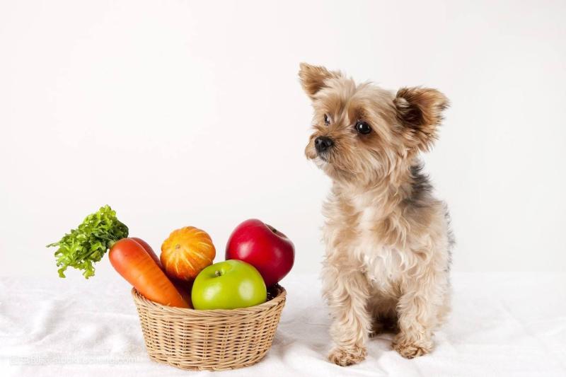 狗狗能吃西红柿吗