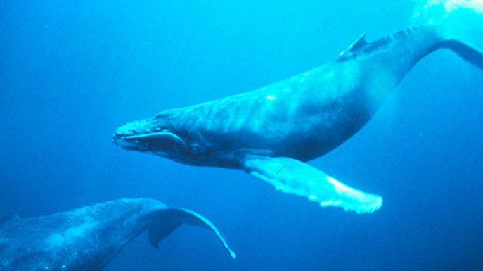鲸鱼的种类
