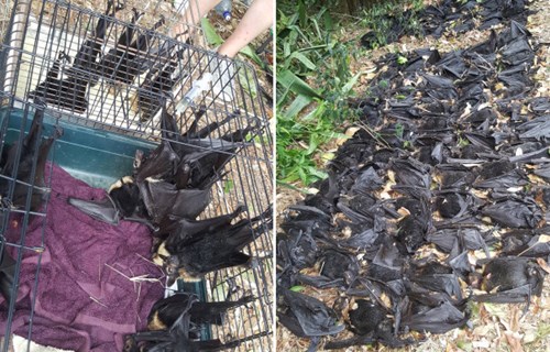 昆士兰州热浪来袭 5500只蝙蝠集体暴毙在某居民家院子里