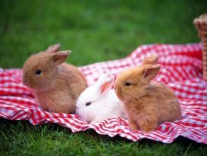兔子一天喂几次