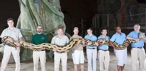 世界上最大的蟒蛇，你确定有勇气看完