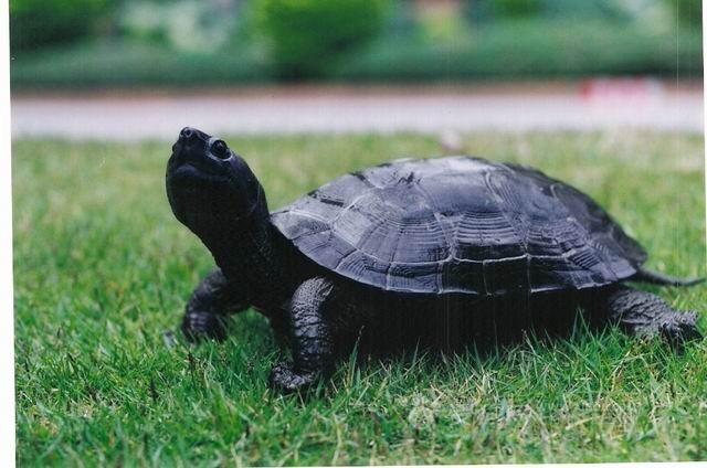 巴西龟能长多大