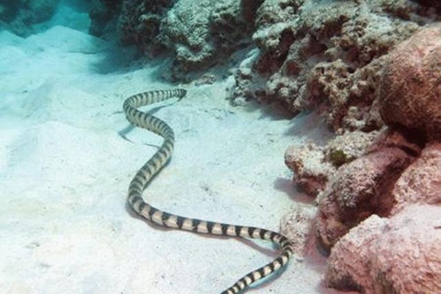世界上什么蛇最毒  银环蛇排名居然才第八