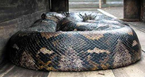 世界上最大的蛇有多大