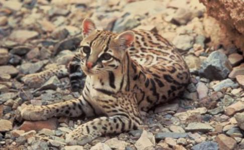 豹猫是几级保护动物
