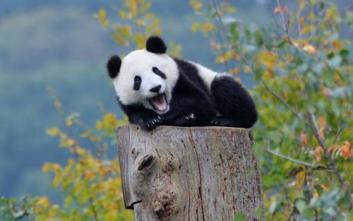 为什么大熊猫是国宝