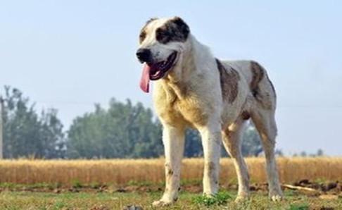 大型犬的品种