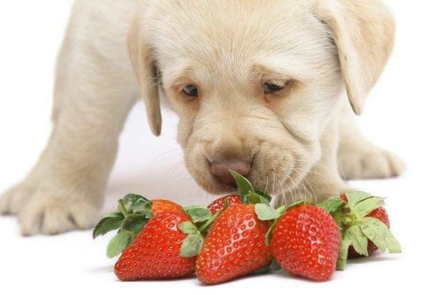 狗狗能吃水果吗