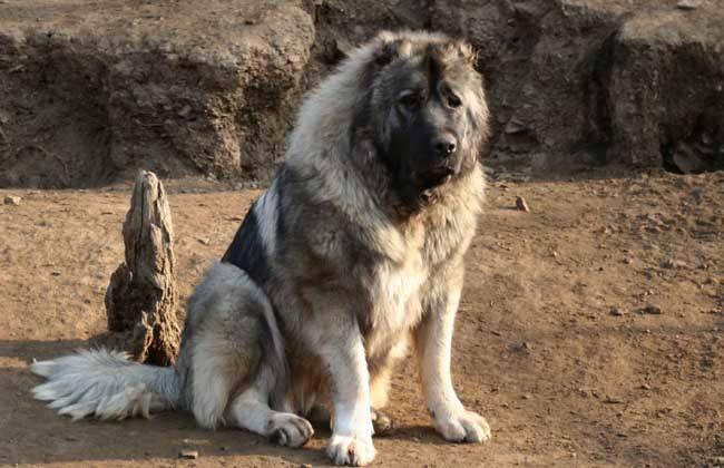 高加索犬能长多少斤