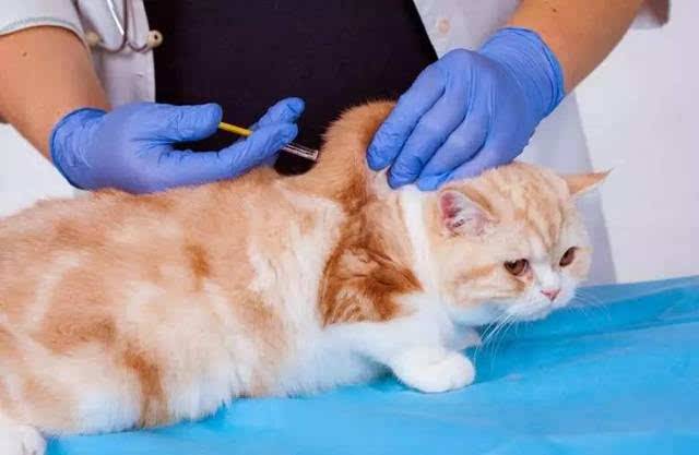 猫咪要打什么疫苗