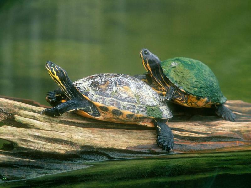 乌龟怎么分公母