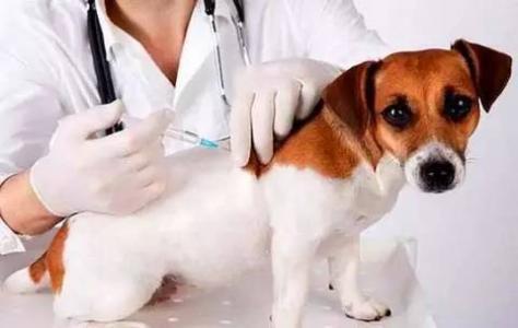 狗什么时候打疫苗