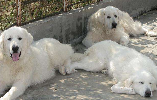 大白熊犬和萨摩耶区别