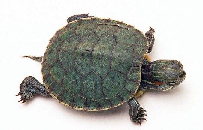 巴西龟的寿命如何?不是所有龟都叫神龟