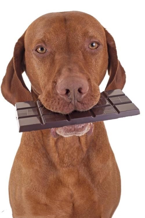 狗吃巧克力会怎么样