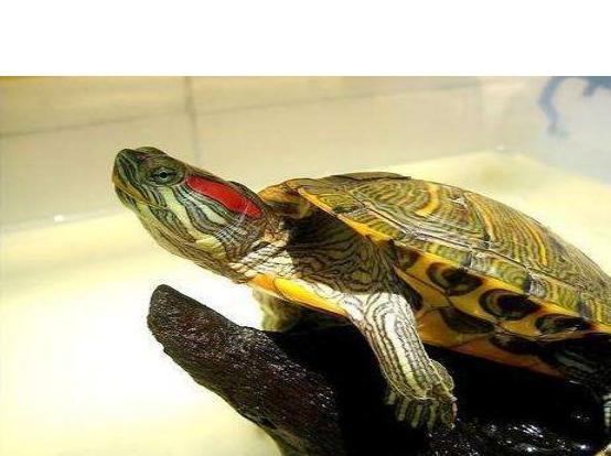 巴西龟什么时候冬眠？一般是根据气温来的