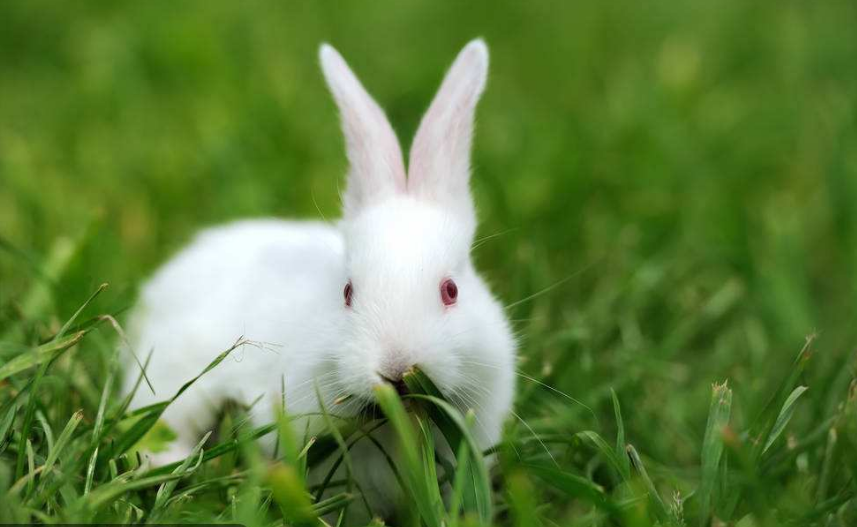 小白兔的生活习性