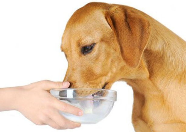 狗狗可以喝牛奶吗
