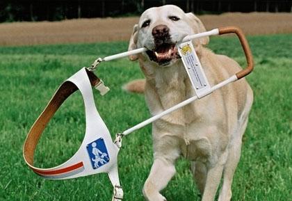 导盲犬是什么品种的狗