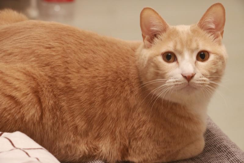 橘猫为什么那么胖