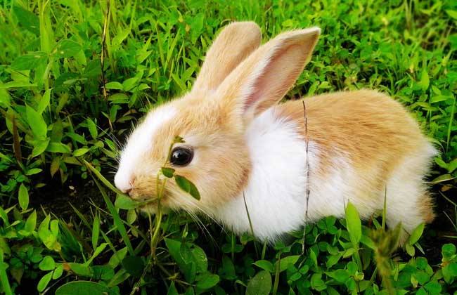 养宠文章 小型宠物 小宠饮食 兔子吃什么,兔子最爱的食物排行