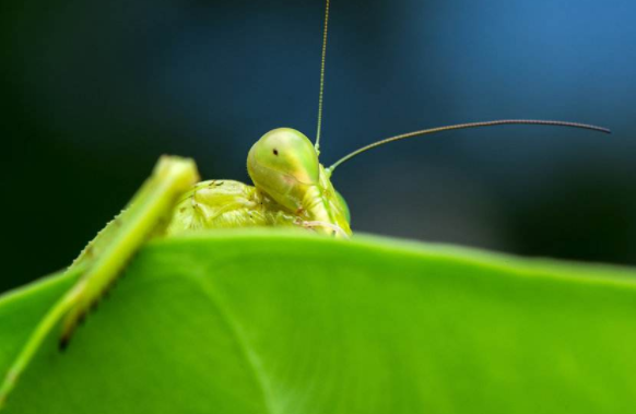 螳螂吃什么植物
