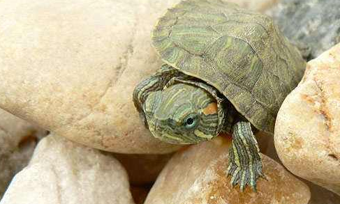 养巴西龟放多少水