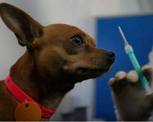 狂犬病疫苗注射时间