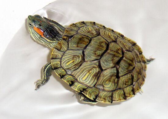 巴西龟冬眠吗
