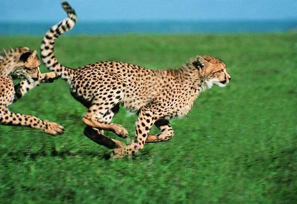 世界上跑得最快的动物