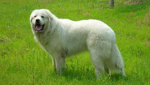 大白熊犬多久定型