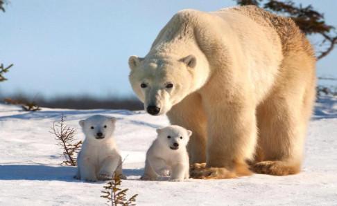 北极熊为什么不吃企鹅宝宝